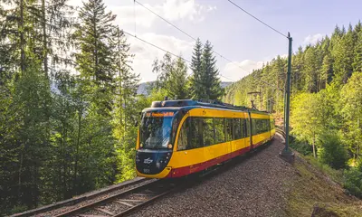 Eine Bahn der Linie S8 fährt durch blühende Landschaften im Frühling. 