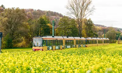 Eine AVG-Stadtbahn der Linie S31 fährt auf der Kraichtalbahn. Vorne im Bild ist ein gelbes Rapsfeld zu sehen, im Hintergrund bewaldete Hügel.