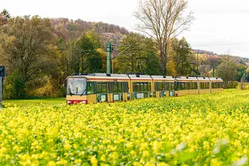 Eine Stadtbahn der Linie S31 fährt durchs Kraichtal. Im Vordergrund ist ein blühendes, gelbes Rapsfeld zu sehen, im Bildhintergrund bewaldete Hügel.